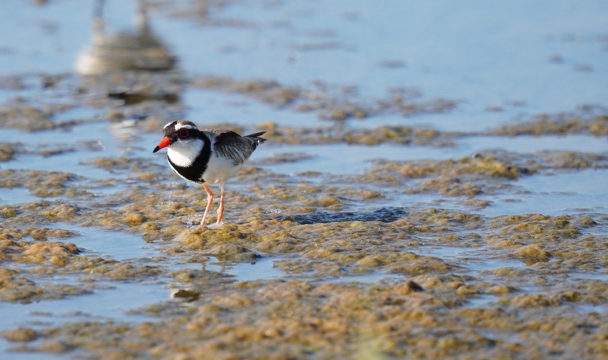 Black-fronted Dotterel - ML520922321