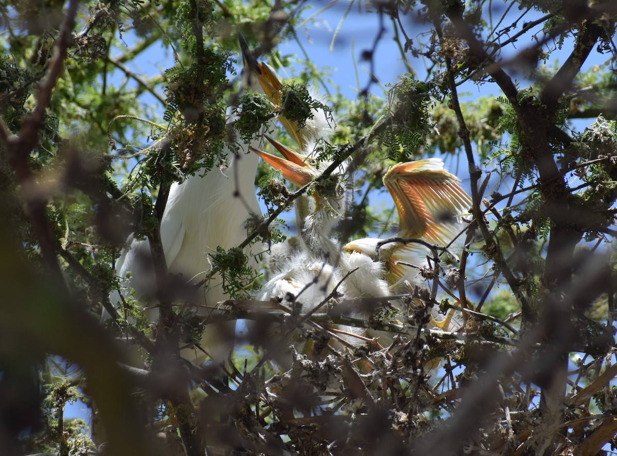 Snowy Egret - ML520923511