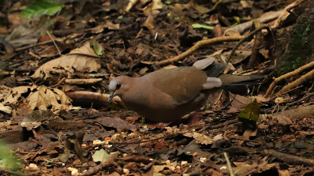 Gray-fronted Dove - ML520925191