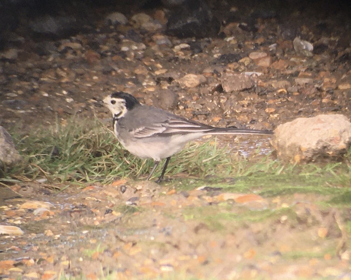 Хөх цэгцгий - ML520925761