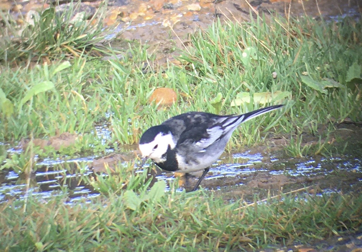 White Wagtail (British) - ML520925791