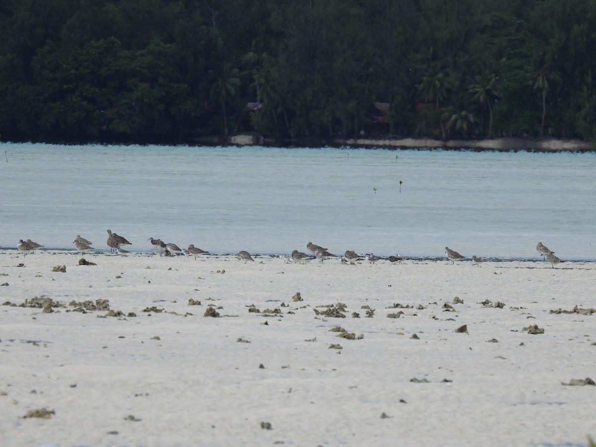 Sanderling - ML520926551