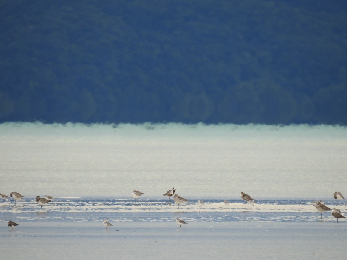 Sanderling - ML520926901