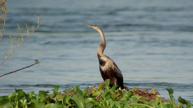 anhinga africká - ML520926951