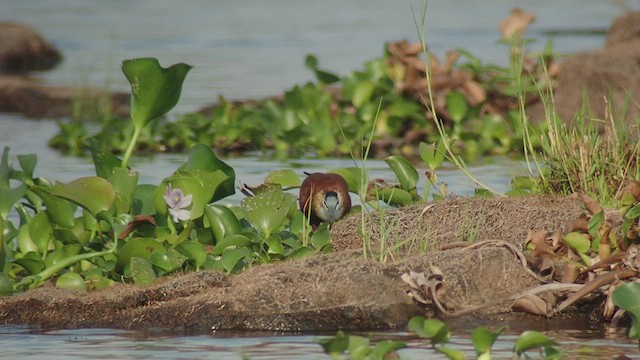 Blaustirn-Blatthühnchen - ML520927141