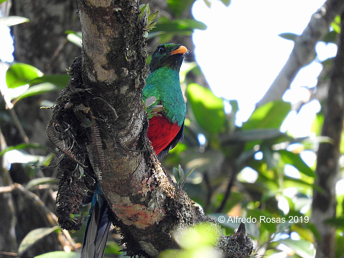 White-tipped Quetzal - Alfredo Rosas