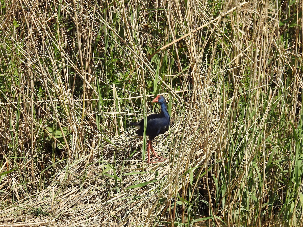 Western Swamphen - ML52092801