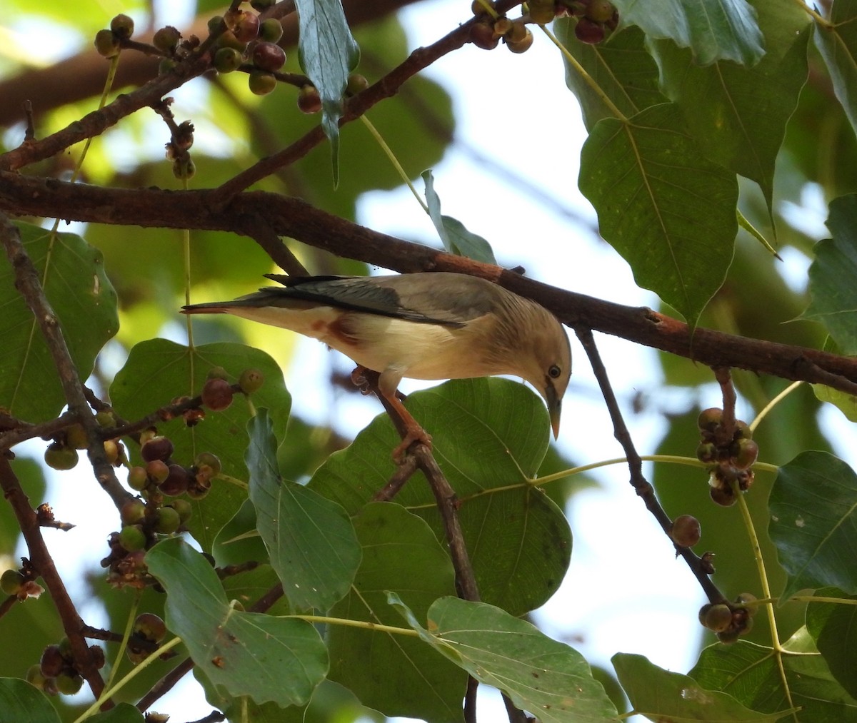 Chestnut-tailed Starling - ML520928641