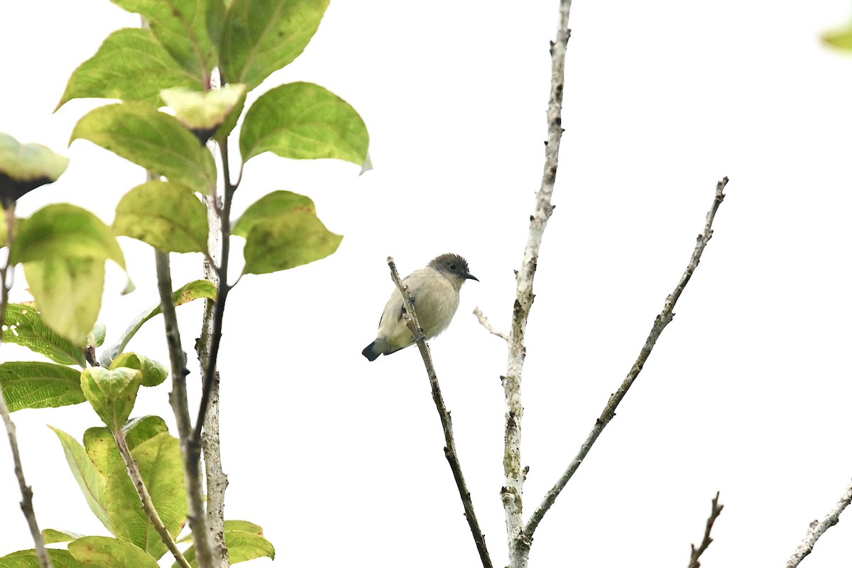 Plain Flowerpecker - ML520929231