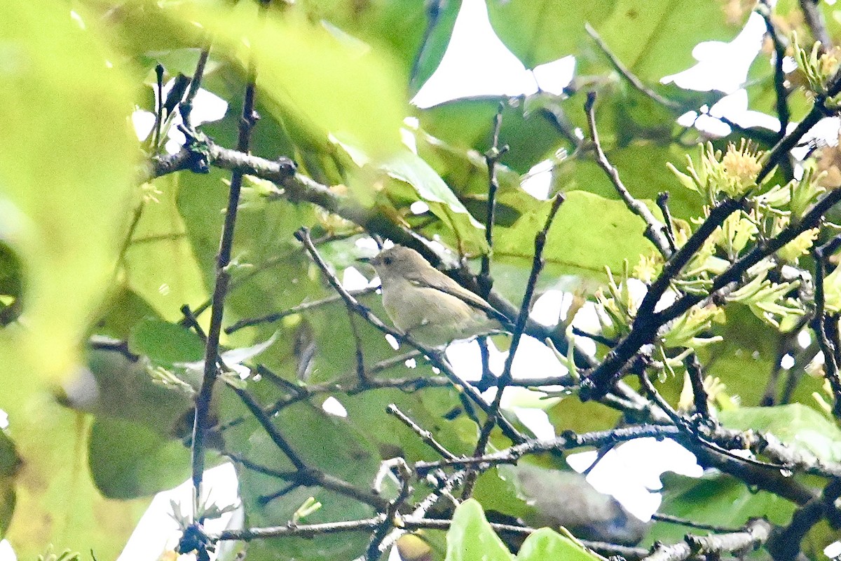 Plain Flowerpecker - ML520929281