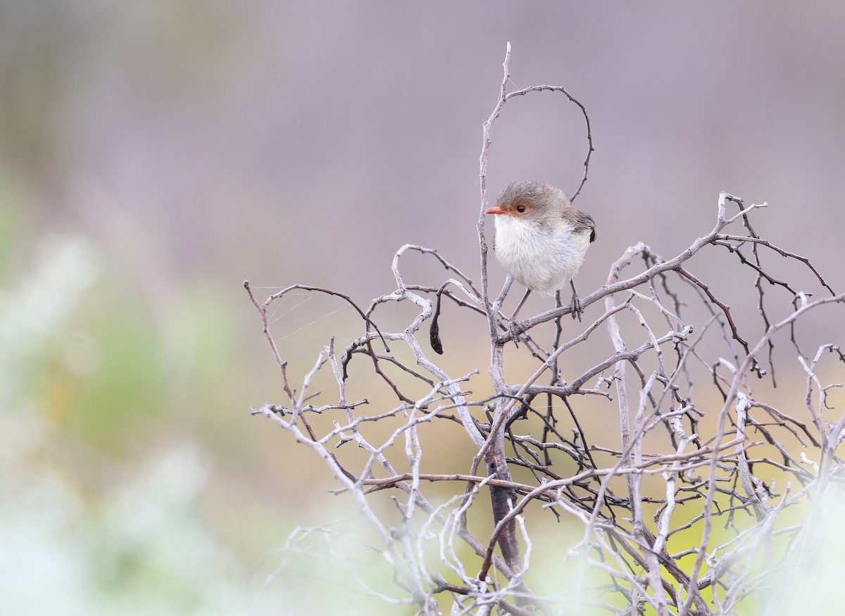 Splendid Fairywren - Andy Gee