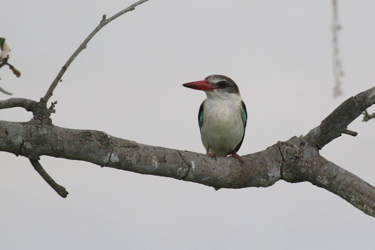 Brown-hooded Kingfisher - ML520931511