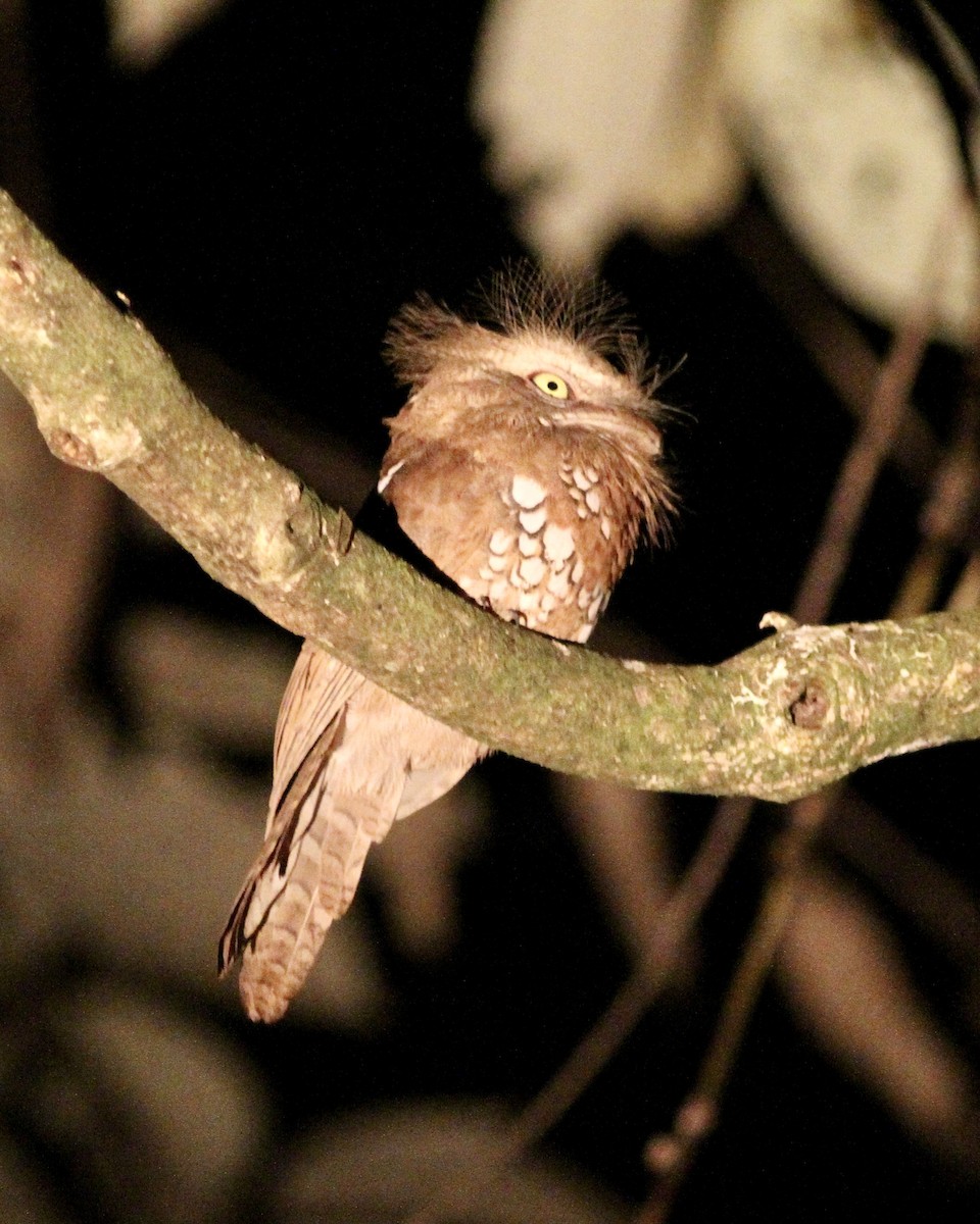 Sunda Frogmouth - ML520931971