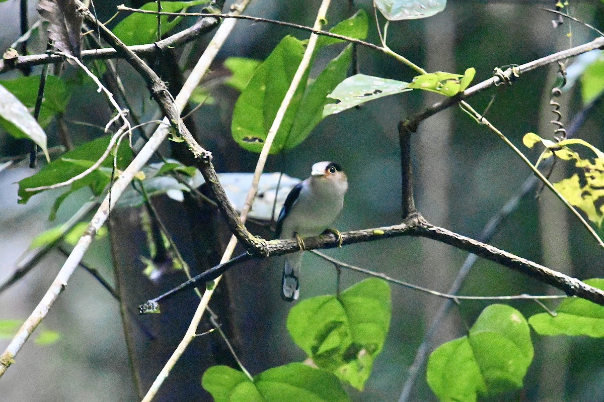 Silver-breasted Broadbill - ML520932221