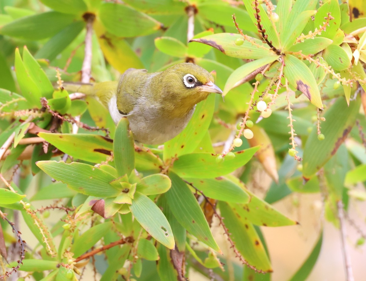 Silvereye - ML520932321