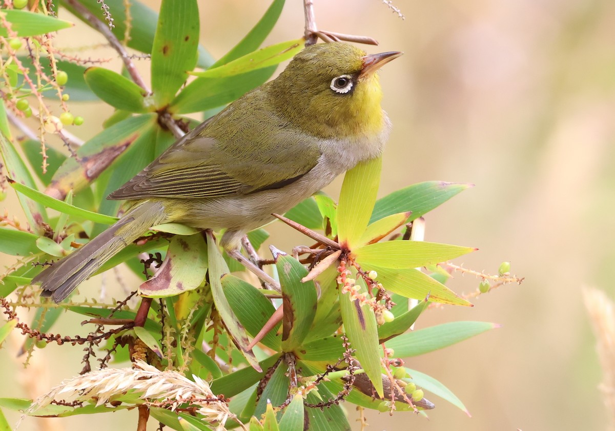 Silvereye - ML520932331