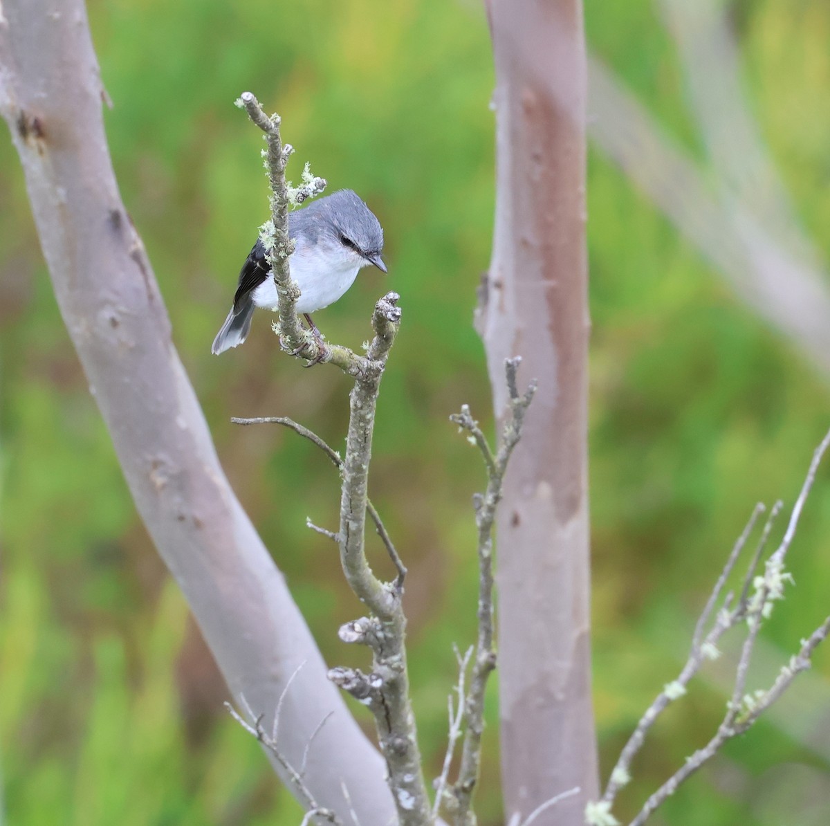 White-breasted Robin - ML520932381