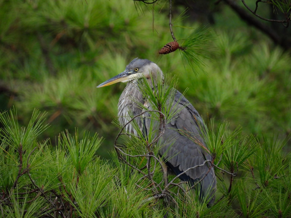 Great Blue Heron - Adele Clagett