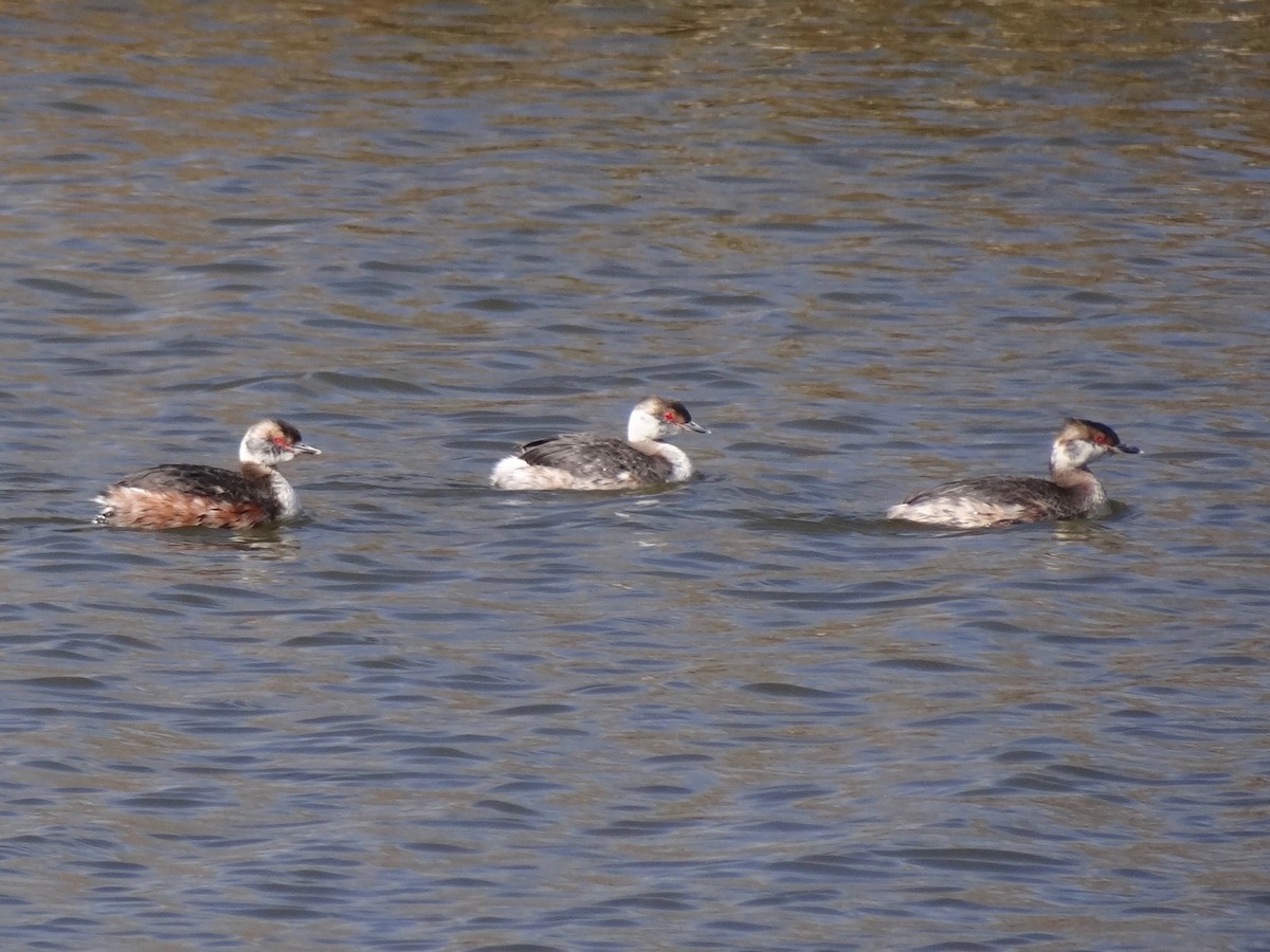 Horned Grebe - ML52093381