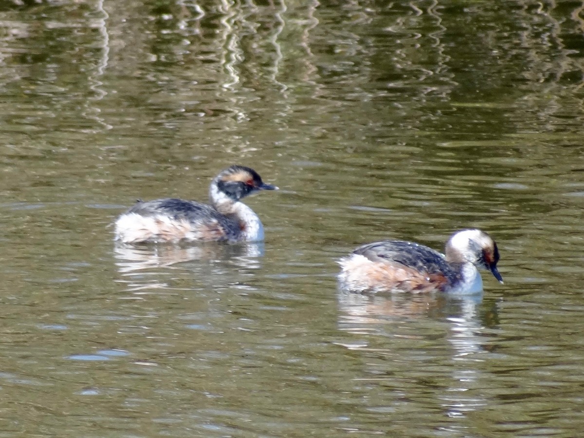 Horned Grebe - ML52093411