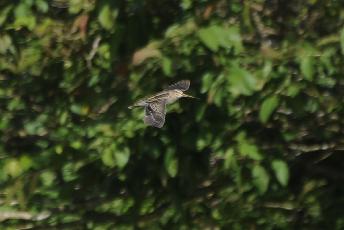 Swinhoe's Snipe - ML520934411