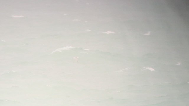 白腰燕鷗 - ML520934561
