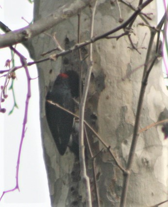 Acorn Woodpecker - ML520935611