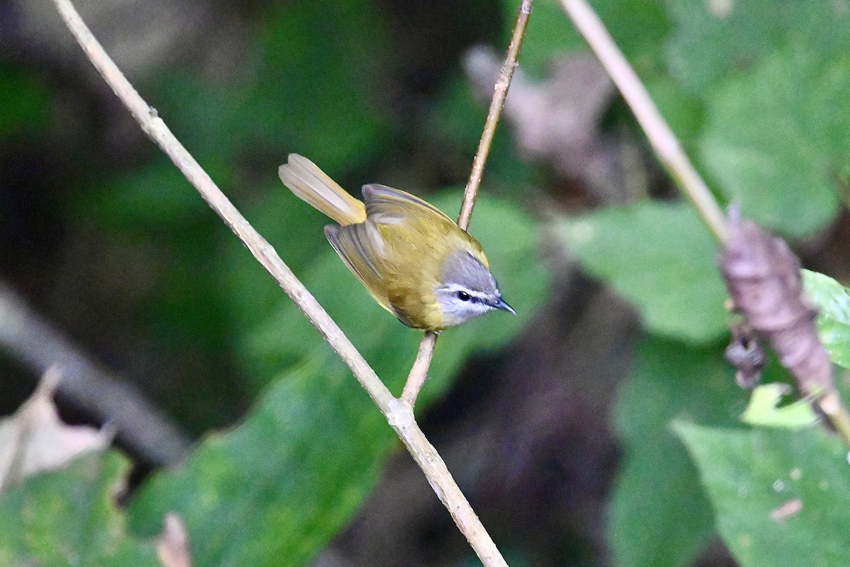 Yellow-bellied Warbler - Dong Qiu