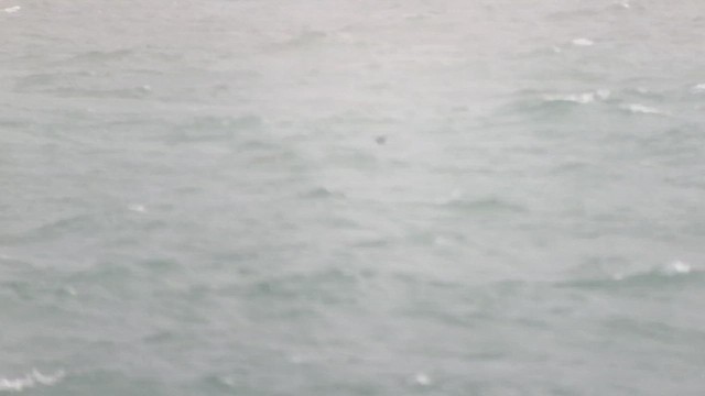Brown Noddy - ML520936711