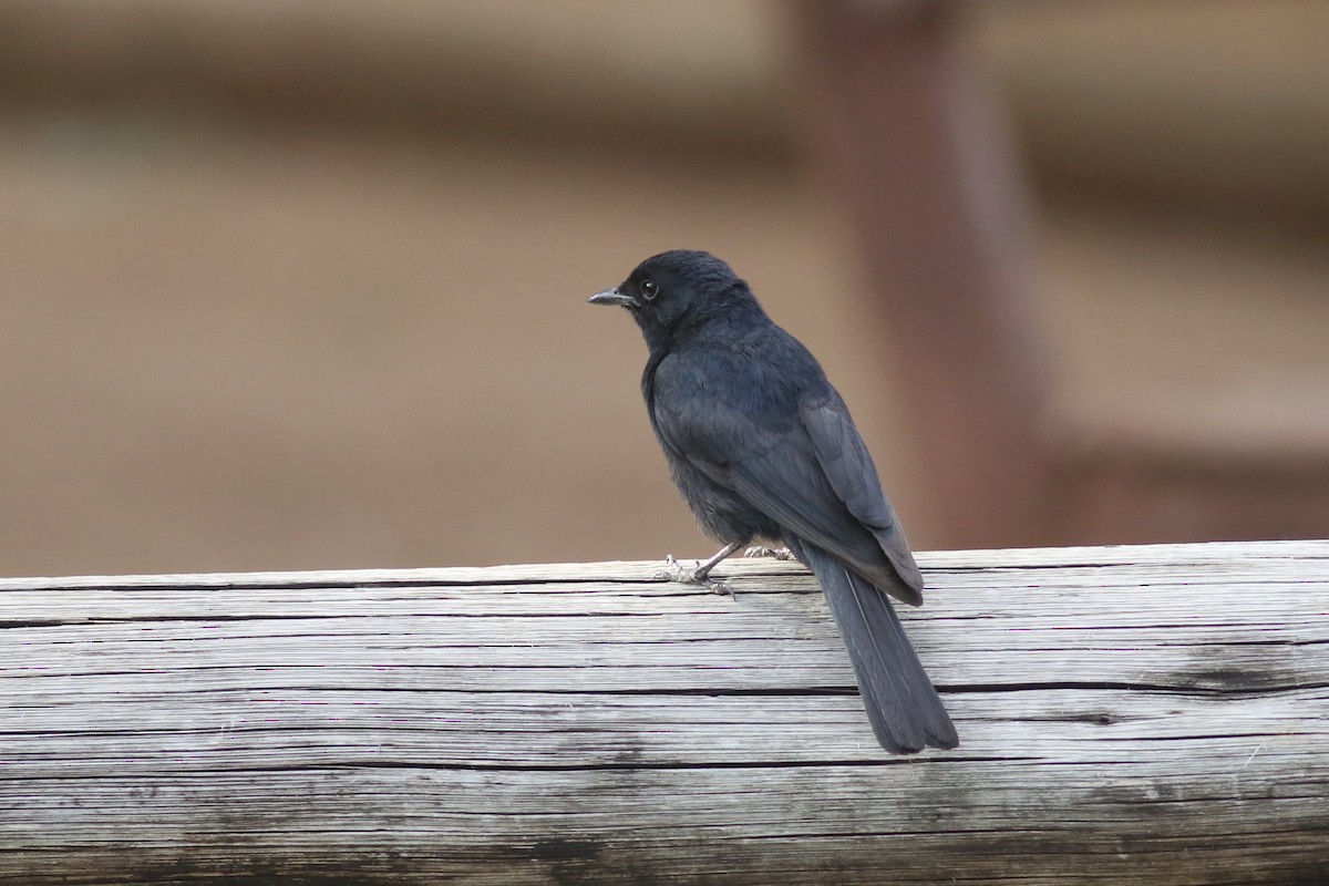 Southern Black-Flycatcher - ML520936721