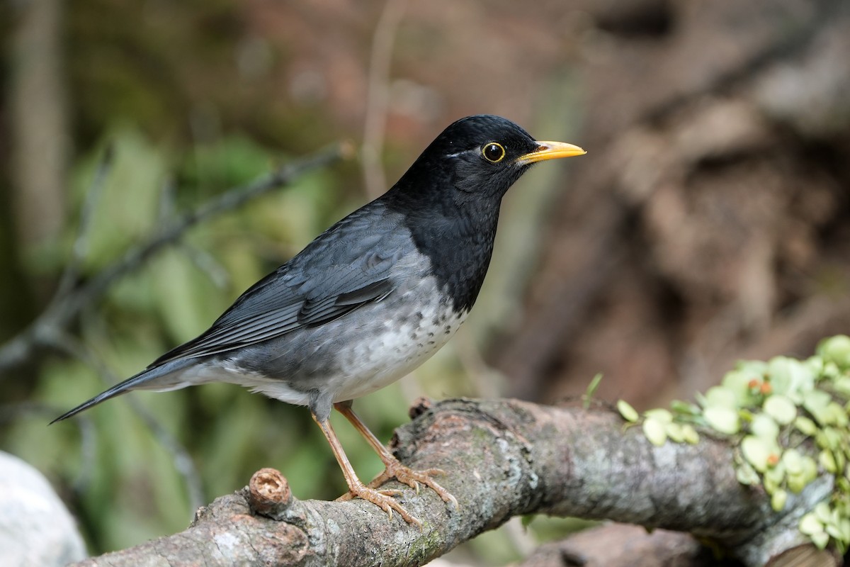 Japanese Thrush - ML520940361