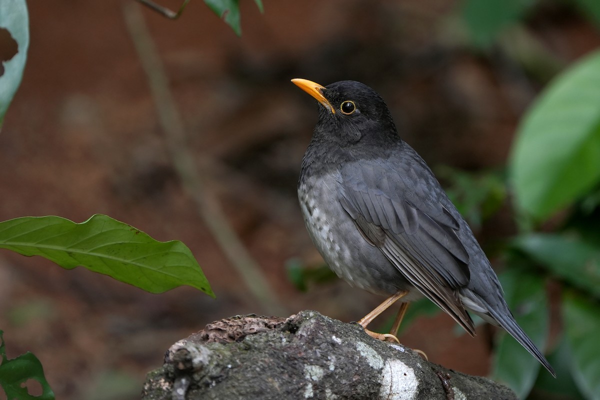 Japanese Thrush - ML520940381