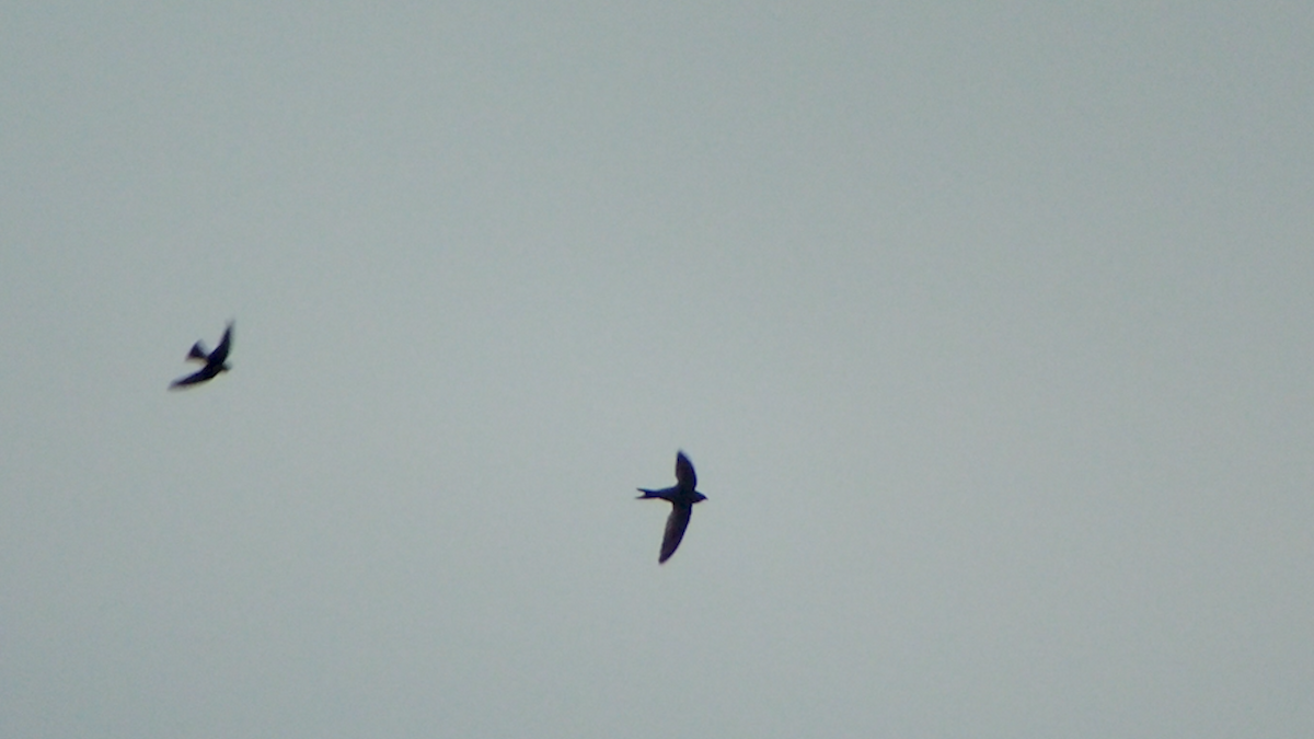 African Swift (African) - Julien Birard