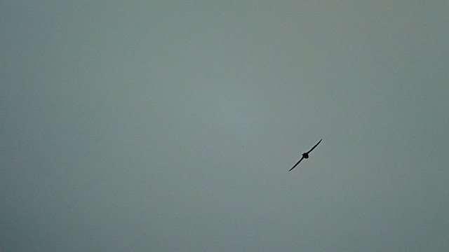 African Swift (African) - ML520943101