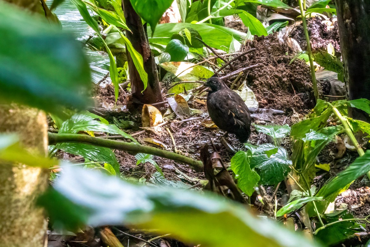 Black-breasted Wood-Quail - ML520945371