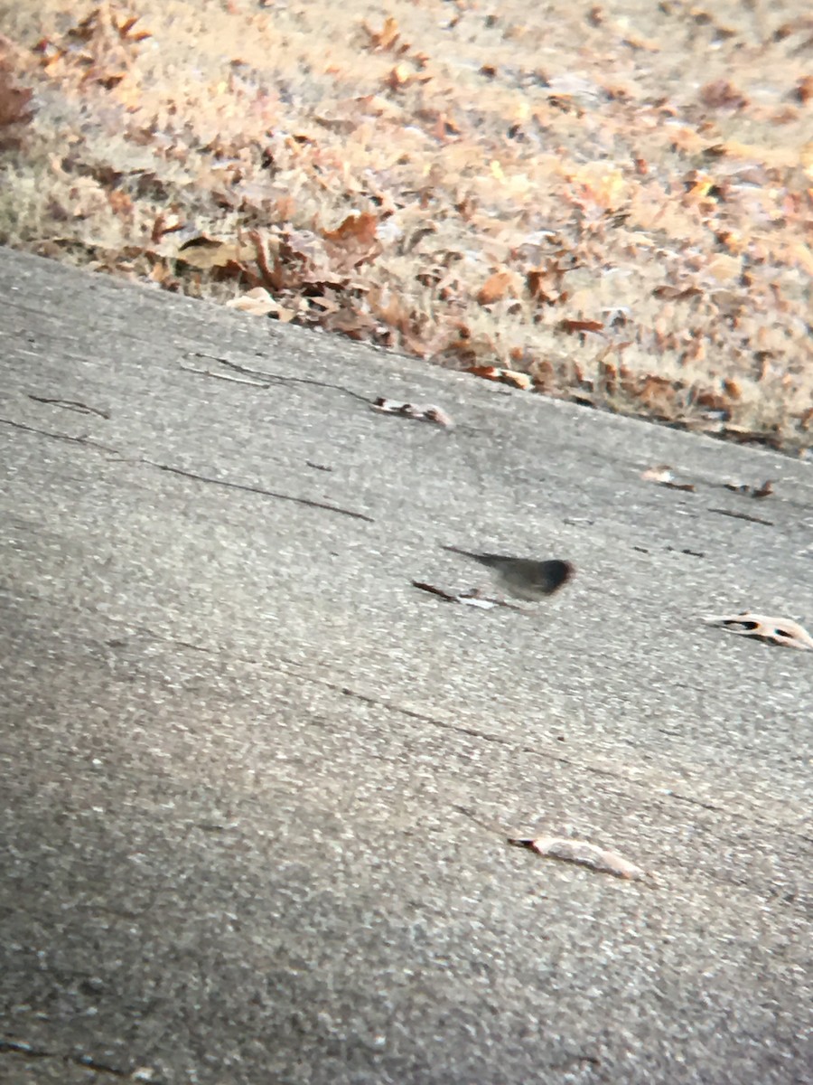 Dark-eyed Junco (cismontanus) - ML520945391