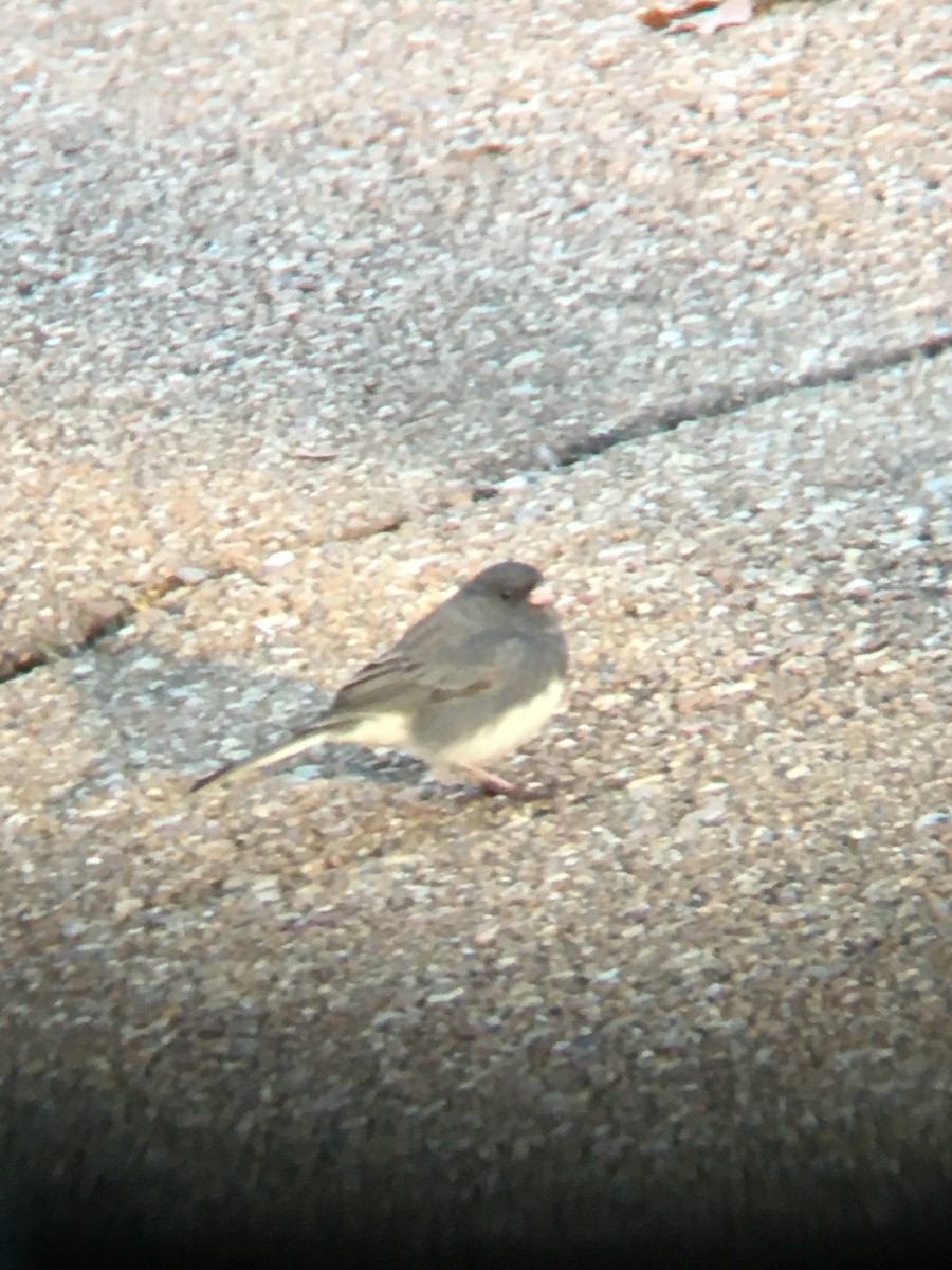 Junco ardoisé (hyemalis/carolinensis) - ML520945521