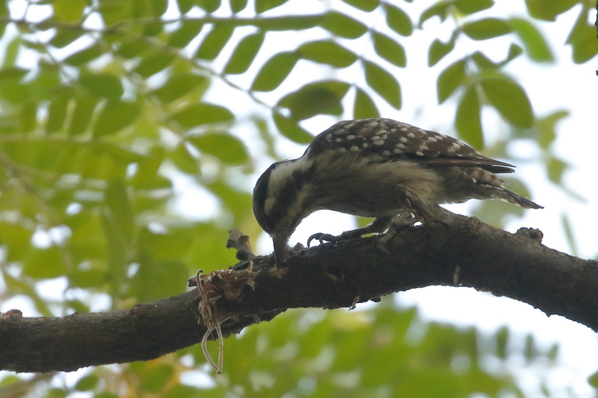 Sunda Pygmy Woodpecker - ML520947831