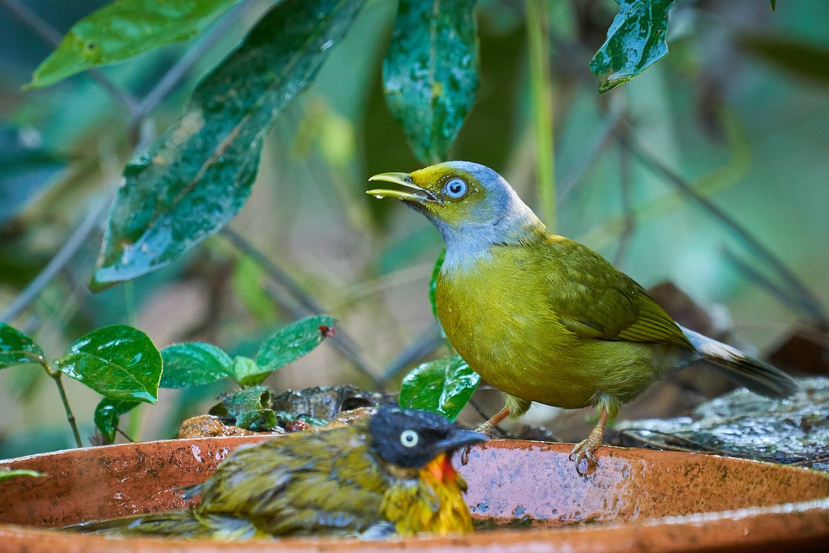 Gray-headed Bulbul - ML520948231