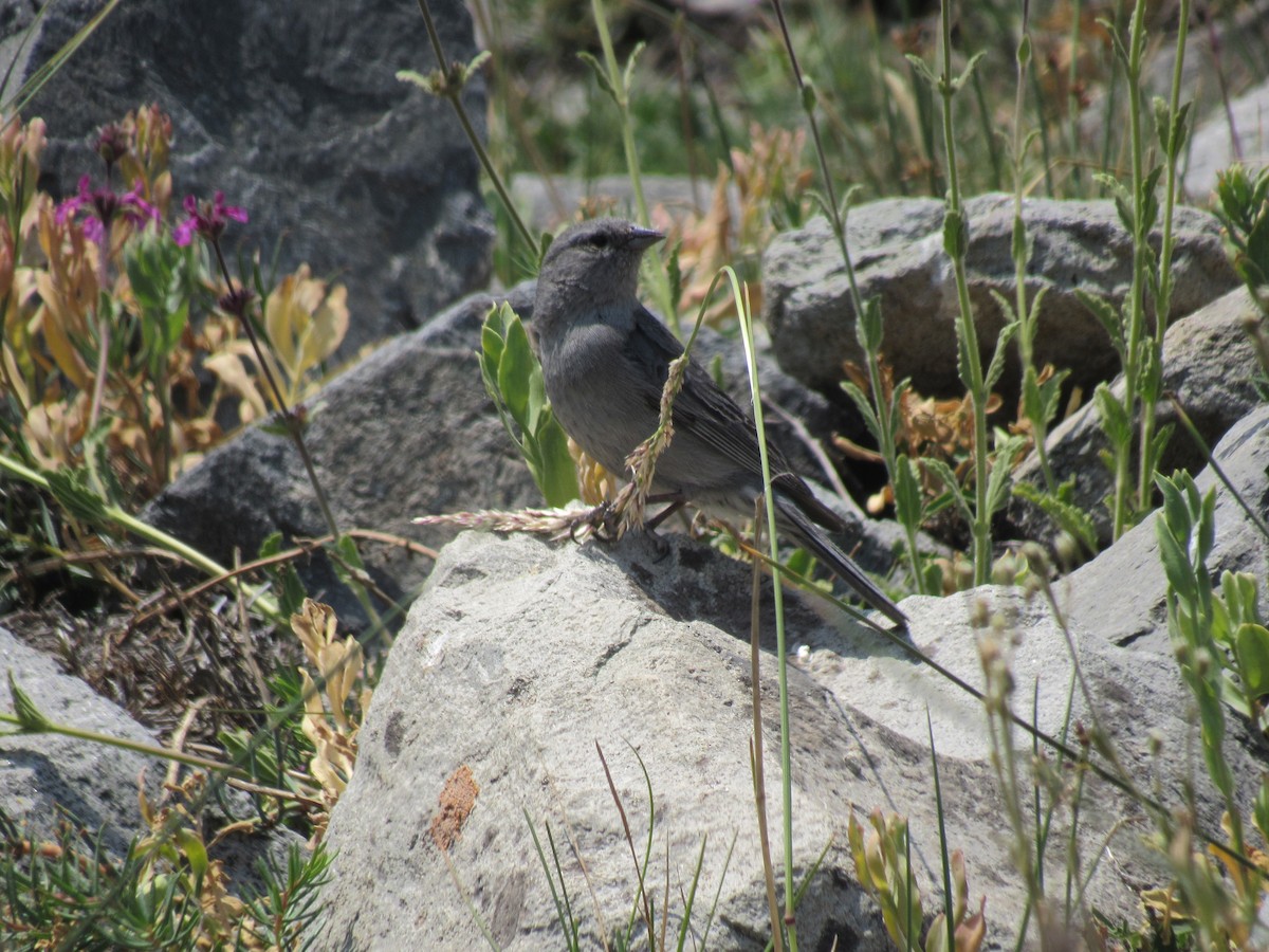 Plumbeous Sierra Finch - ML520948431