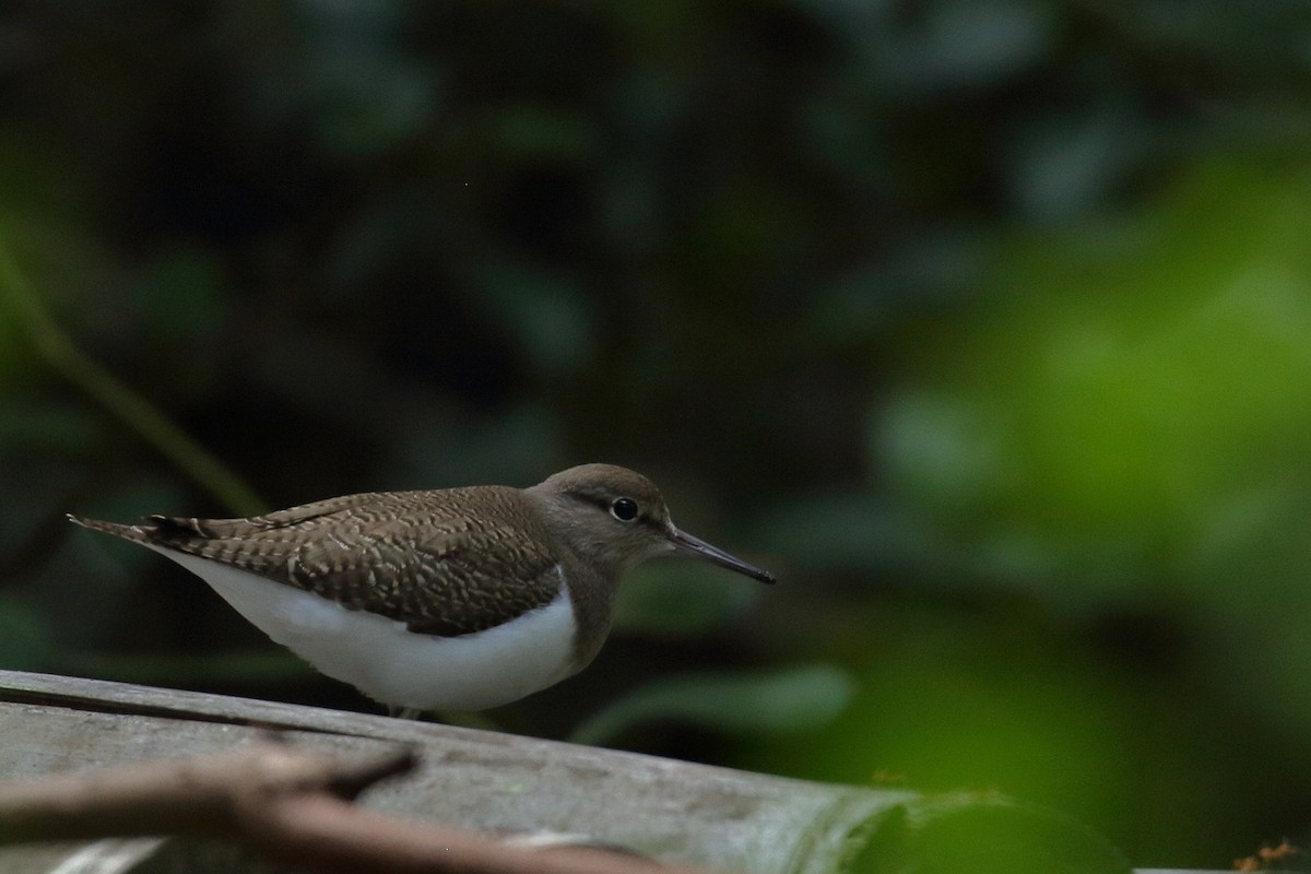 Common Sandpiper - ML520948721