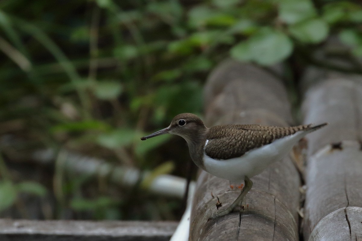 Common Sandpiper - ML520948731