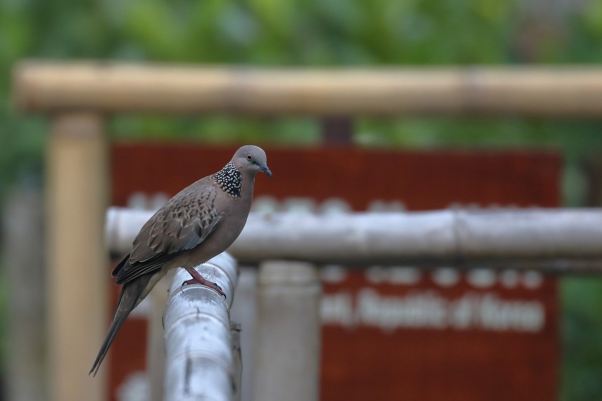 Spotted Dove - ML520949081