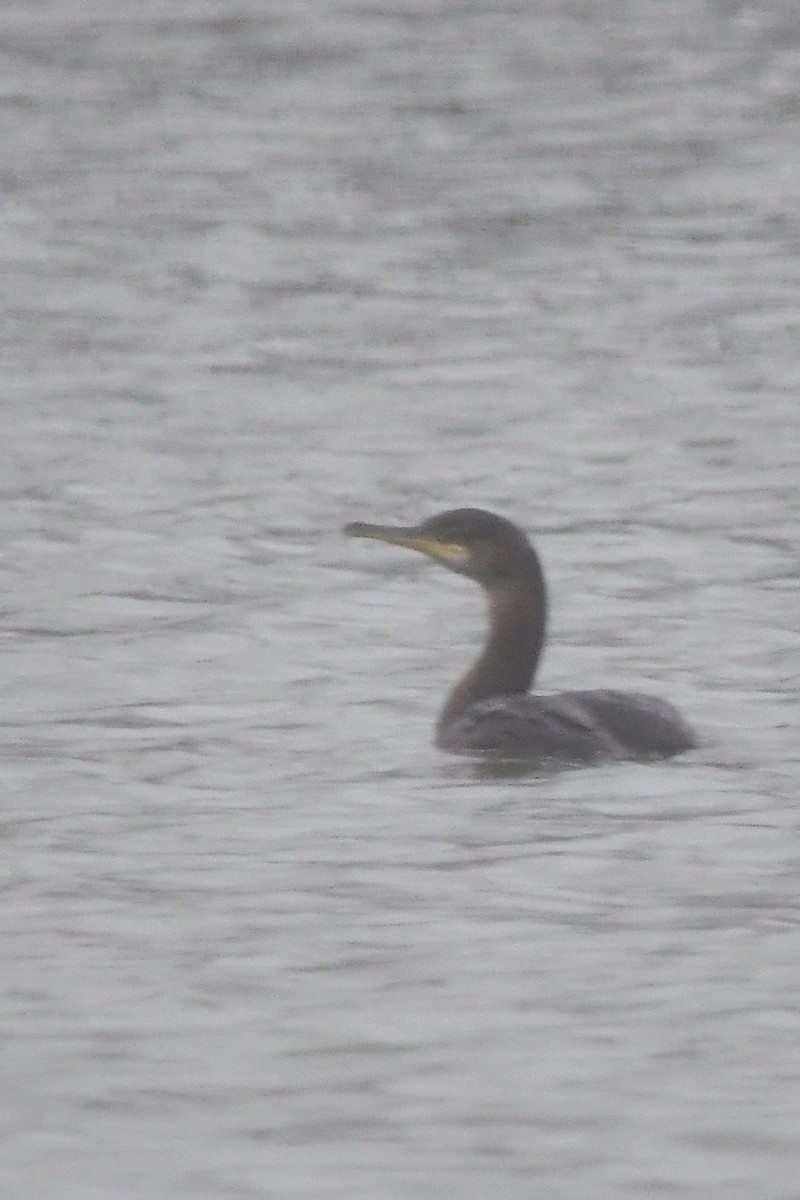 kormorán chocholatý - ML520949111