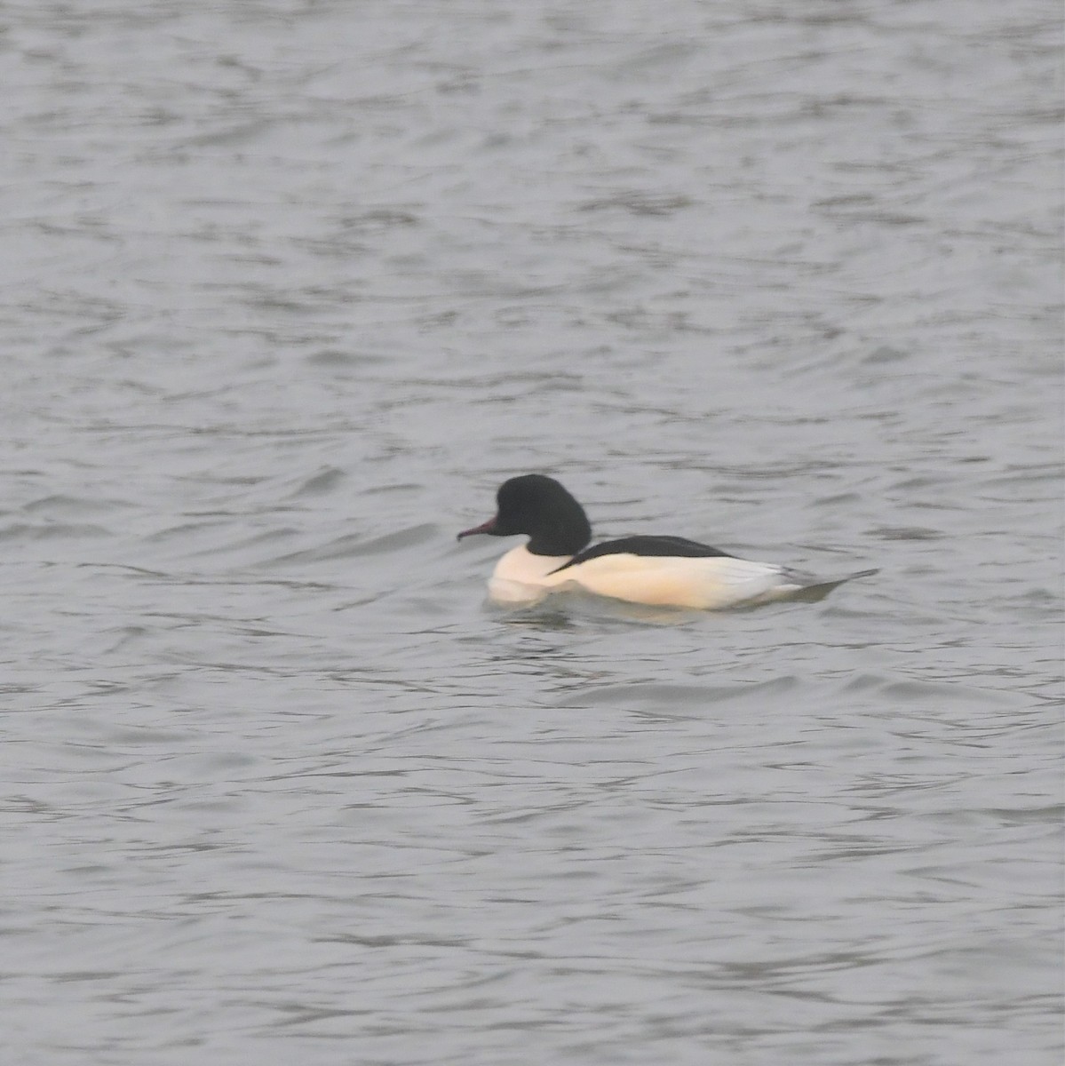 morčák velký - ML520949231