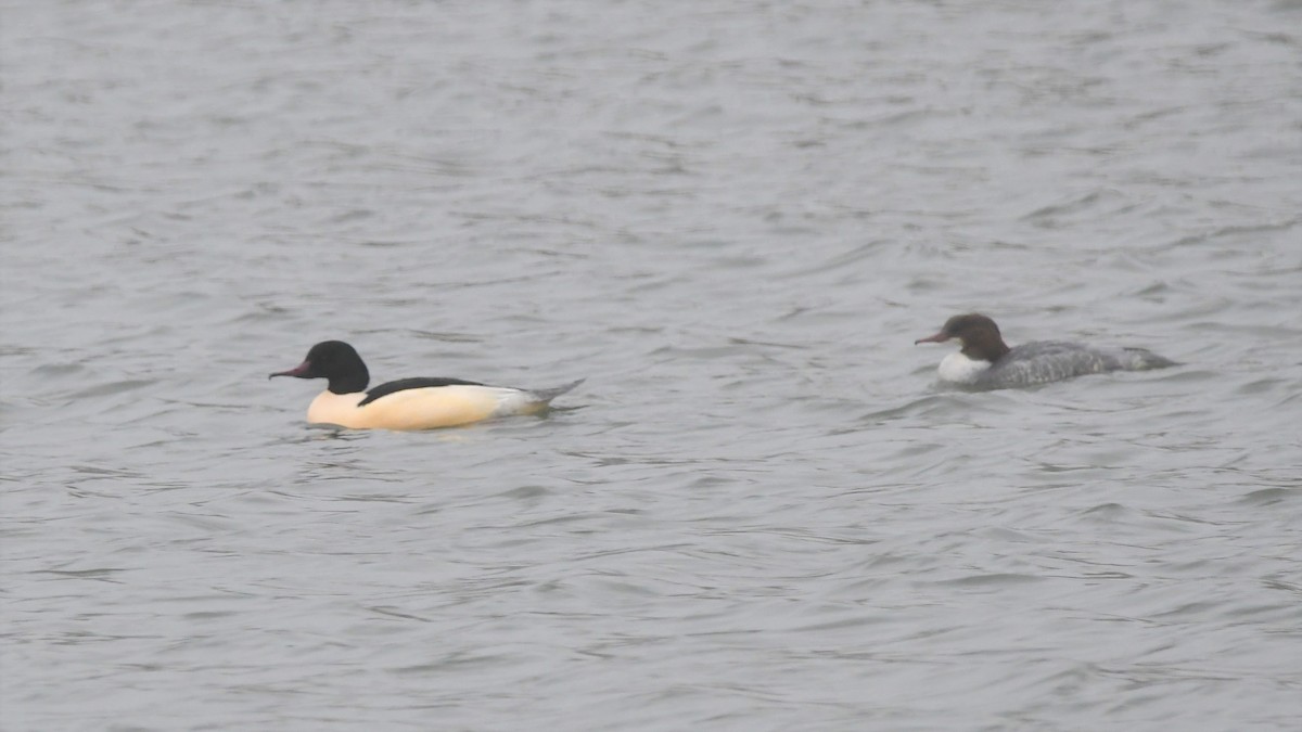 morčák velký - ML520949241