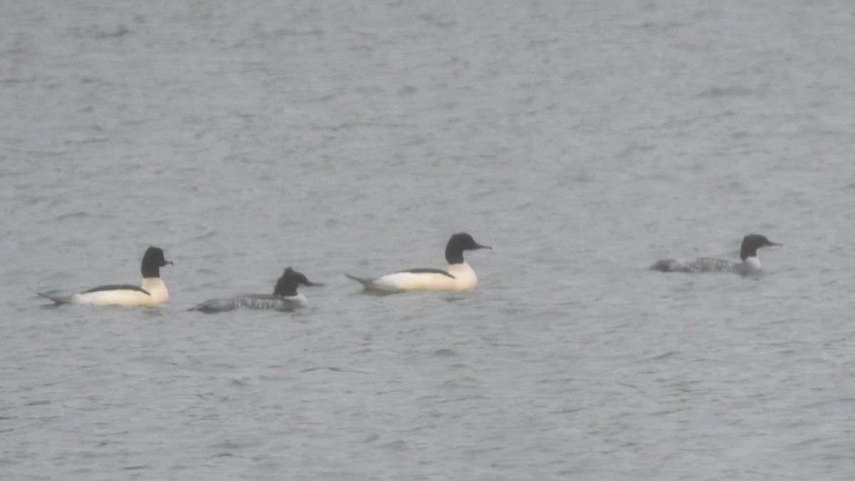 morčák velký - ML520949251