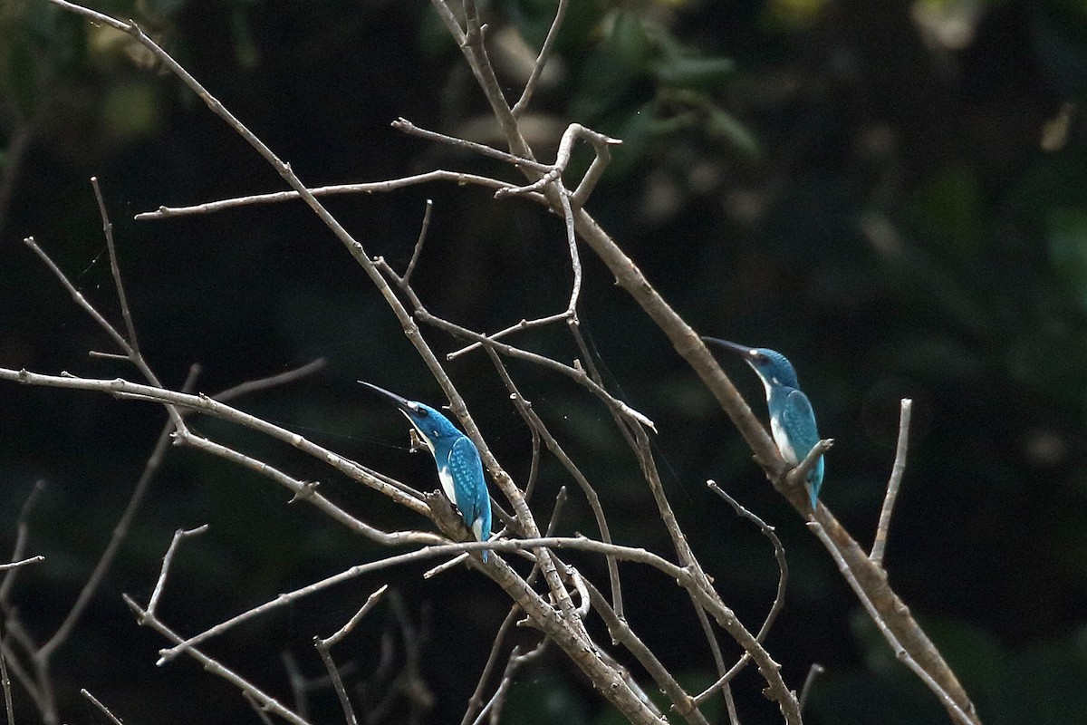 Small Blue Kingfisher - ML520950041