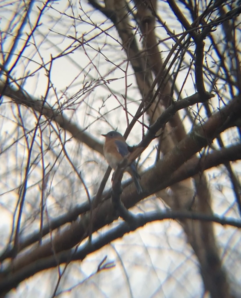 Eastern Bluebird - ML520950311