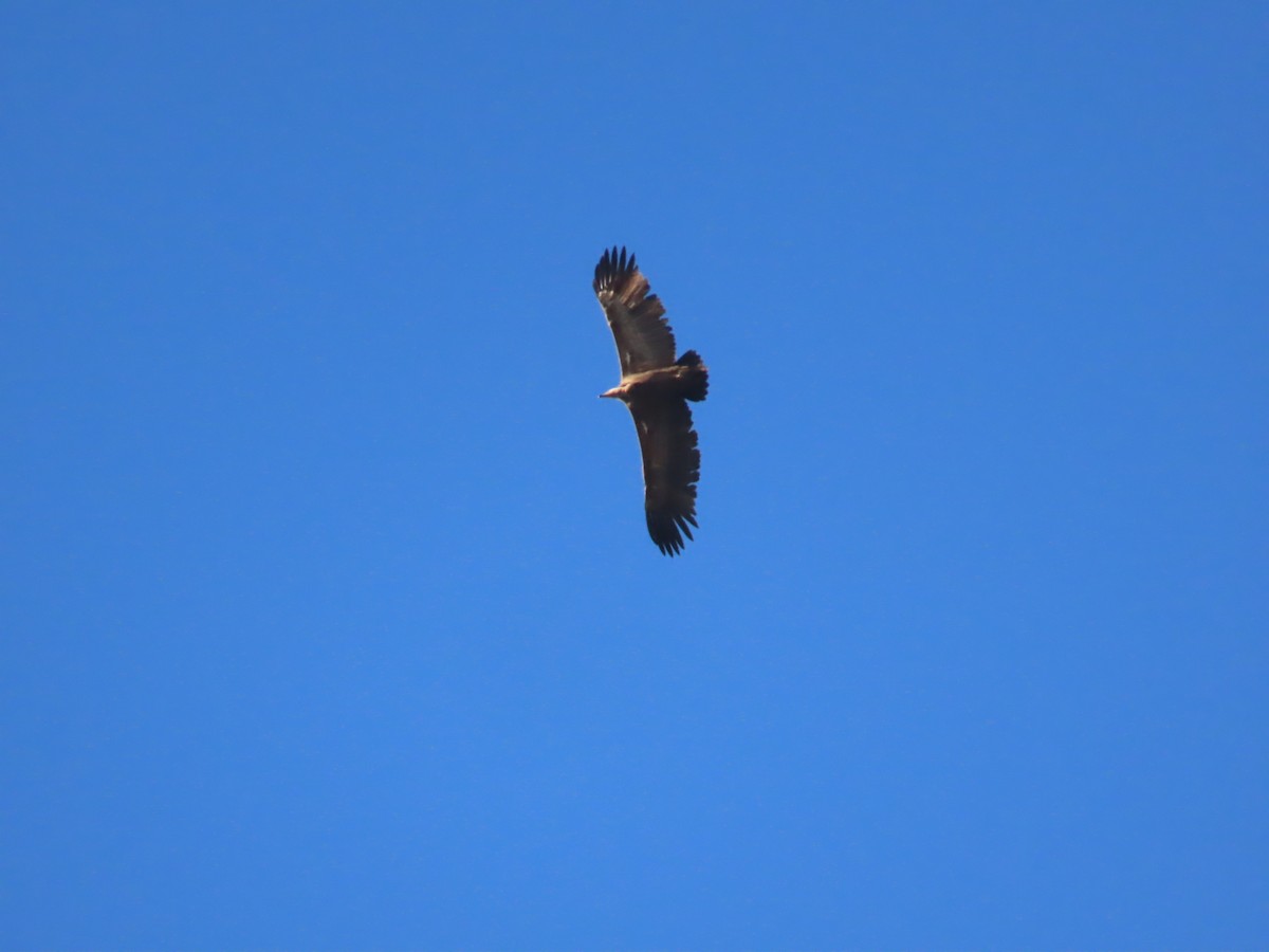 Rüppell's Griffon - ML520951121